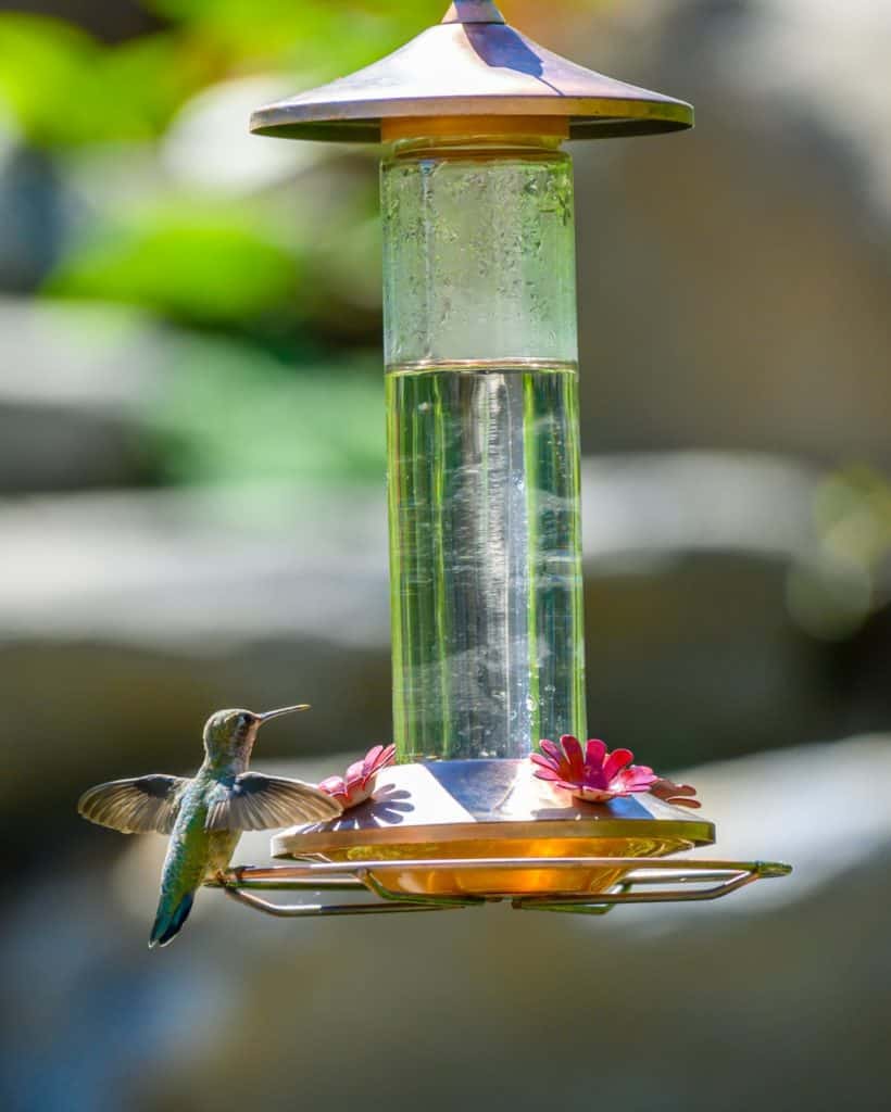 How to Clean Hummingbird Feeders THE CROWN CHOICE